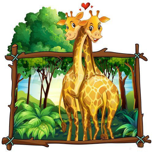 Fototapeta Two giraffes hugging in the jungle