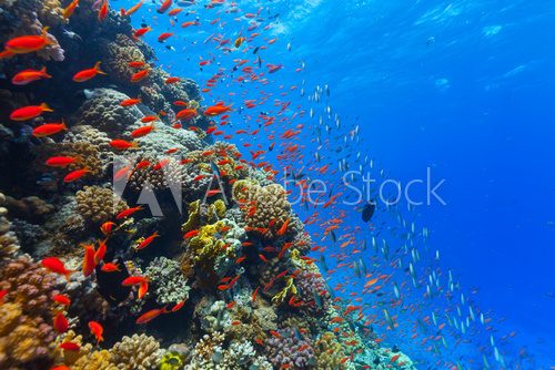 Fototapeta Underwater coral reef