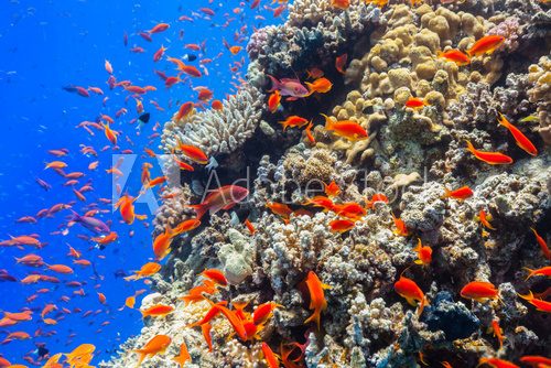 Fototapeta Underwater coral reef