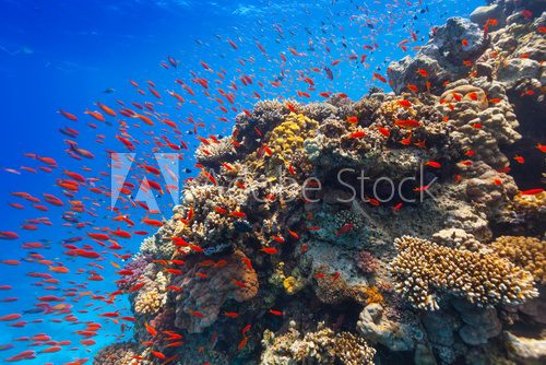 Fototapeta Underwater coral reef