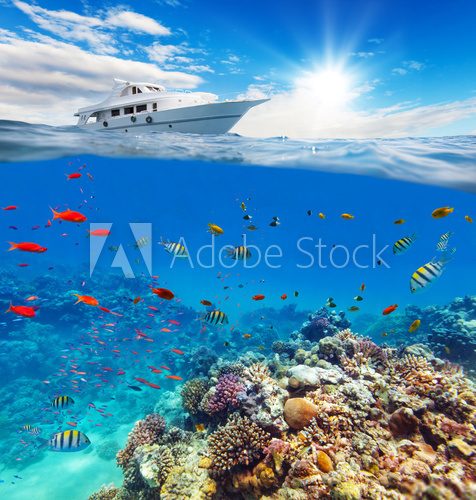 Fototapeta Underwater coral reef with horizon and water surface