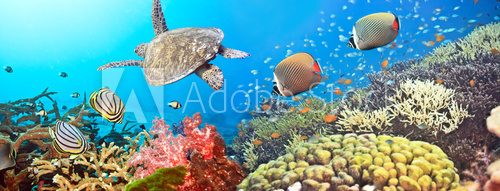 Fototapeta Underwater panorama