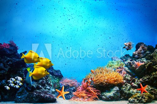 Fototapeta Underwater scene. Coral reef, fish groups in clear ocean water
