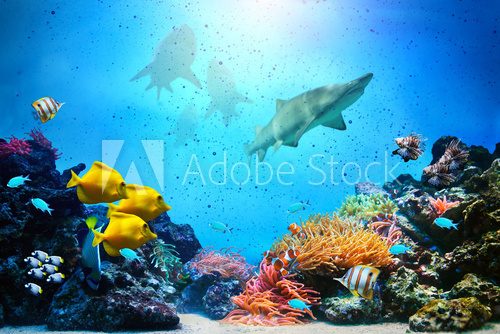 Fototapeta Underwater scene. Coral reef, fish groups, sharks