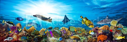 Fototapeta underwater sea life coral reef panorama with many fishes and marine animals