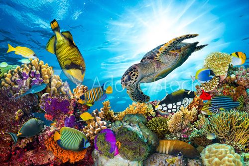 Fototapeta underwater sea life coral reef panorama with many fishes and marine animals