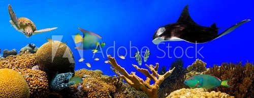 Fototapeta Underwater tropical reef panorama