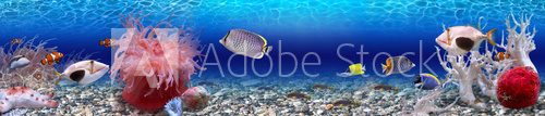 Fototapeta Underwater world - panorama