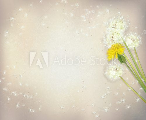 Fototapeta Vector dandelion flowers on paper background.