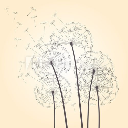 Fototapeta vector dandelions