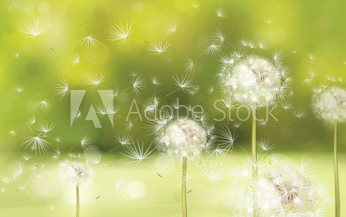 Fototapeta Vector spring background with white dandelions.