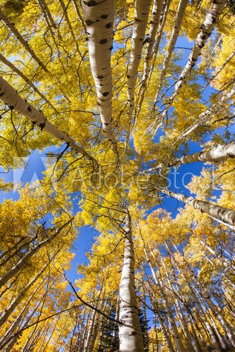 Fototapeta Vertical Aspen Grove in Autumn