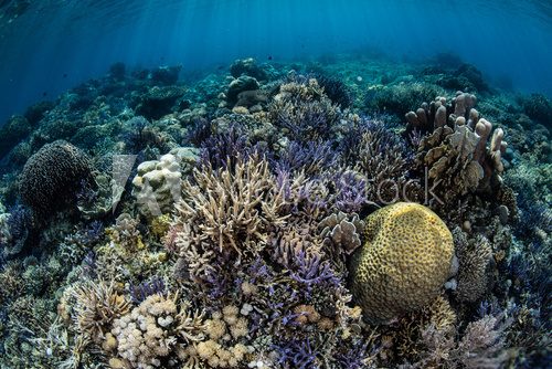 Fototapeta Vibrant Coral Reef in Komodo National Park
