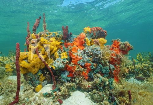 Fototapeta Vibrant multi-colored sea sponges under the water