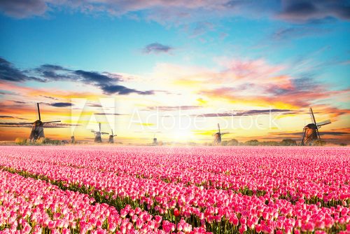 Fototapeta Vibrant tulips field with Dutch windmills