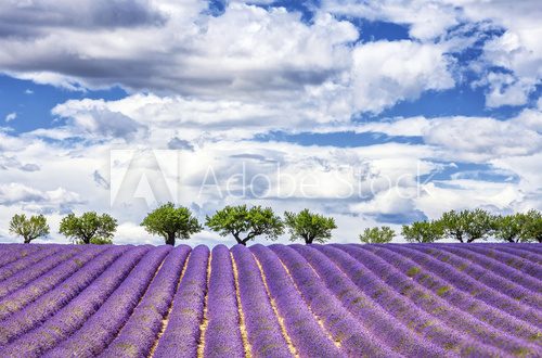 Fototapeta View of lavender field