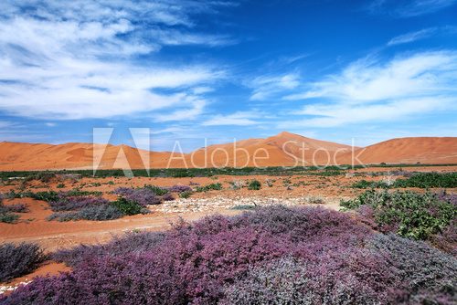 Fototapeta views of the vegetation in the desert