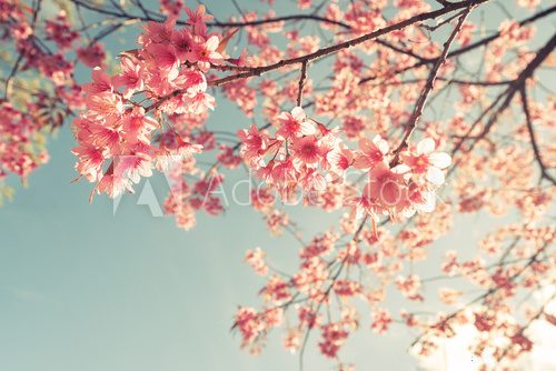 Fototapeta Vintage cherry blossom - sakura flower. nature background  (retro filter effect color)