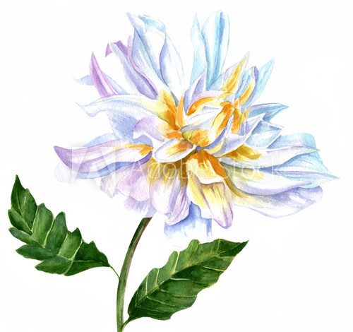 Fototapeta Vintage watercolor drawing of white dahlia flower on white background