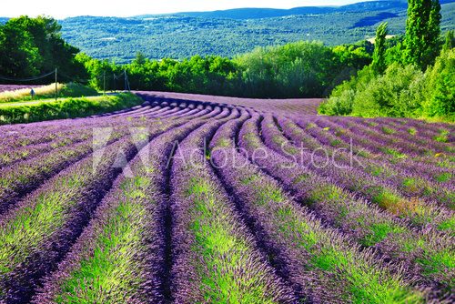 Fototapeta violet fields of blloming lavander in Provence