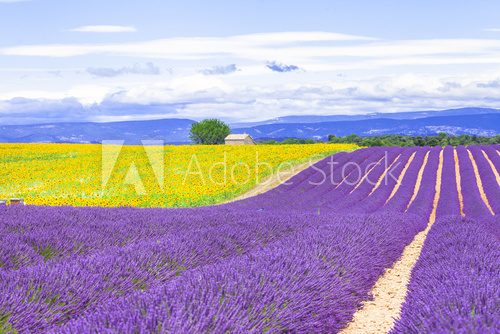 Fototapeta violet fields of blooming lavander and sunflowers in Provence