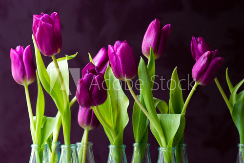 Fototapeta Violette Tulpen in WasserglÃ¤sern vor dunklem Hintergrund