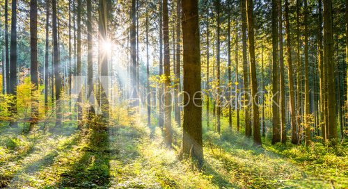 Fototapeta Wald im Sonnenschein