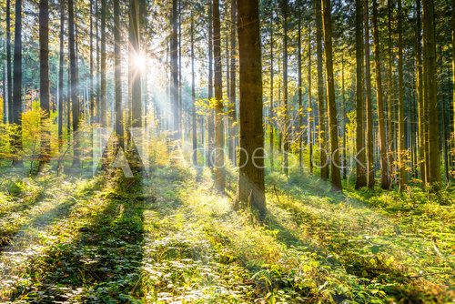 Fototapeta Wald im Sonnenschein