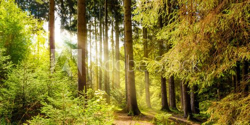 Fototapeta Wald Landschaft im Sommer mit Sonnenstrahlen