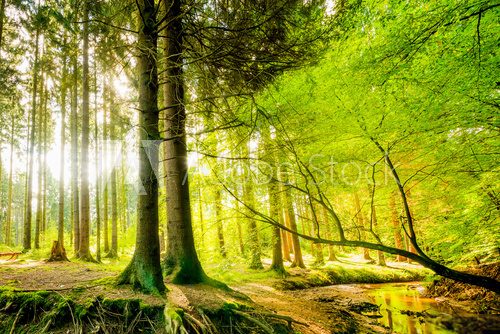 Fototapeta Wald mit Bach und Sonne