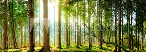 Fototapeta Wald Panorama im FrÃ¼hling mit Sonnenschein