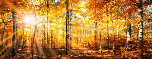 Fototapeta Wald Panorama im goldenen Herbst