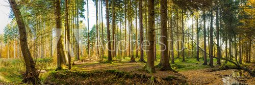 Fototapeta Wald Panorama im Herbst