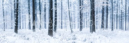 Fototapeta Wald Panorama im Winter