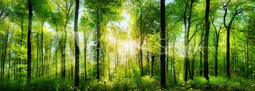 Fototapeta Wald Panorama mit Sonnenstrahlen