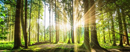 Fototapeta Wald Panorama mit Sonnenstrahlen