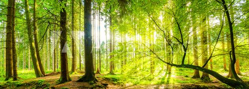 Fototapeta Wald Panorama mit Sonnenstrahlen