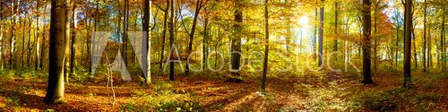 Fototapeta Wald Panorama mit Sonnenstrahlen