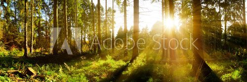 Fototapeta Wald Panorama mit Sonnenstrahlen