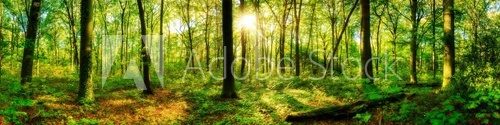 Fototapeta Waldpanorama mit Sonnenstrahlen