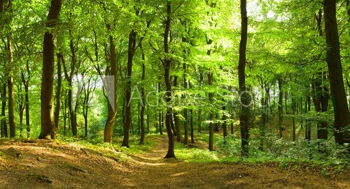 Fototapeta Waldweg im Sommer