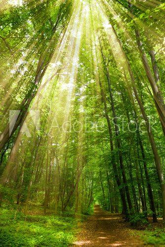 Fototapeta Waldweg