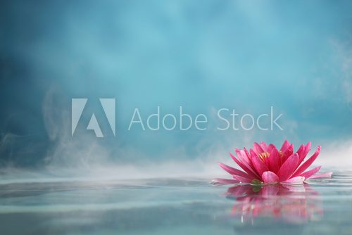 Fototapeta water lily