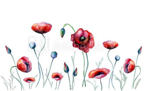 Fototapeta Watercolor poppy flowers