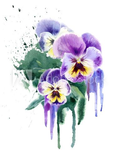 Fototapeta Watercolor purple flowers. Three violets (pansy)