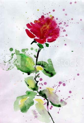 Fototapeta watercolor red rose.