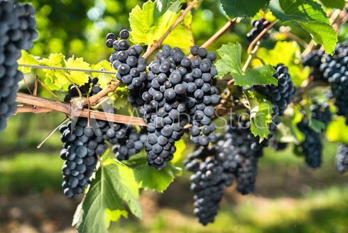 Fototapeta Weinernte im Herbst