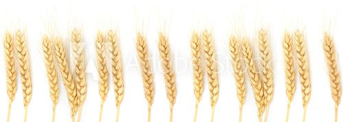 Fototapeta Wheat ears isolated on white
