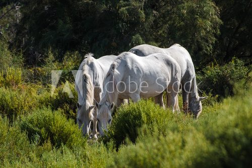 Fototapeta White and Brown Camargue Horse in Camargue - Provence, France