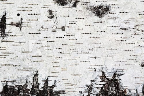 Fototapeta White birch bark background texture